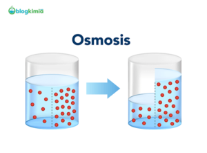 Inilah Fakto-Faktor yang Mempengaruhi Tekanan Osmosis