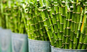 10 Contoh Tumbuhan yang Berkembang Biak Secara Generatif dan Vegetatif